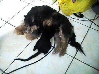 Meu Gato Sombra Mamando na Mãe