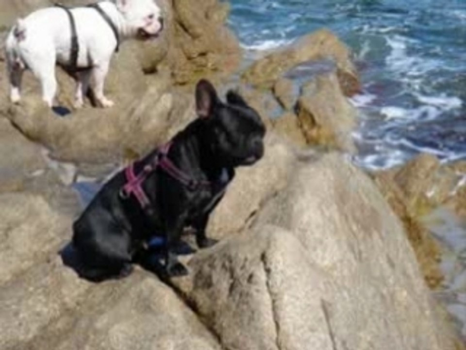 Chiots bouledogue 1 mois