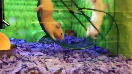 TRY NOT TO LAUGH ANIMALS FUNNY PET FAILS COMPILATION  2019