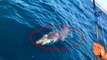 Çanakkale'de oltaya 4 metre uzunluğunda köpek balığı takıldı