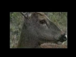 Parodie FaxVideo vie privée des animaux 2 - Msieur Cerf