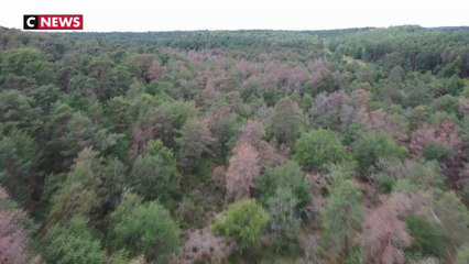 Les forêts françaises victimes de la sécheresse