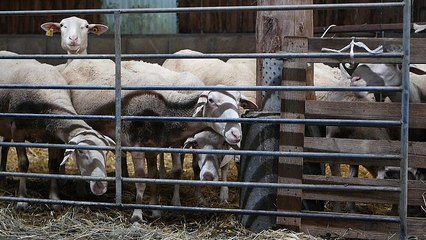 Fransa'da Müslümanlar kurban ibadetini nasıl yerine getiriyor?
