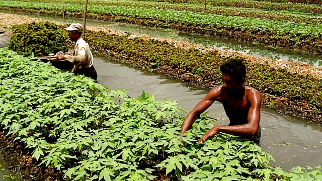 Floating farms in Bangladesh help farmers survive floods