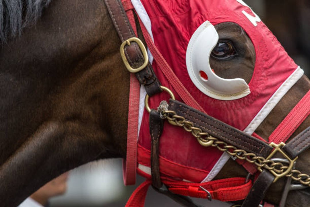 Elément d'harnais d'attelage de cheval avec une couronne de