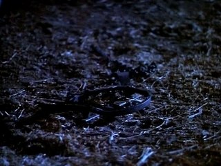 Leprechaun - Trailer