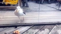 Confused seagull tries to eat pizza through glass