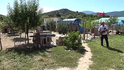 Tavuk, ördek yavrularını evlatlık aldı