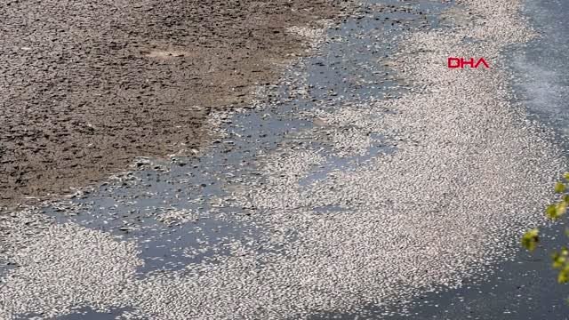 KONYA Suların çekildiği Cihanbeyli Göleti'nde balık ölümleri