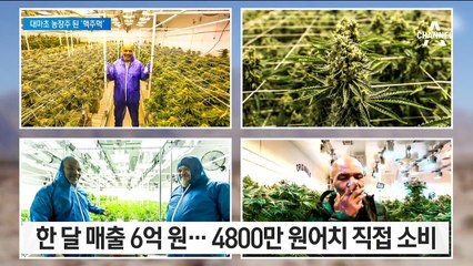 ‘핵주먹’ 타이슨, 대마초 사업가 변신…직접 소비하기도