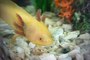 L'aménagement d'un aquarium pour un axolotl