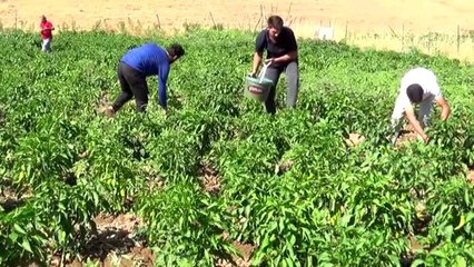 Muş'ta kapya biber hasadına başlandı