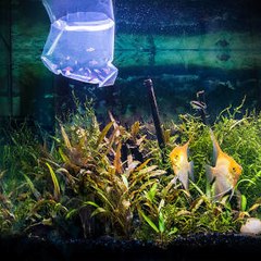 L'introduction de nouveaux poissons dans un aquarium