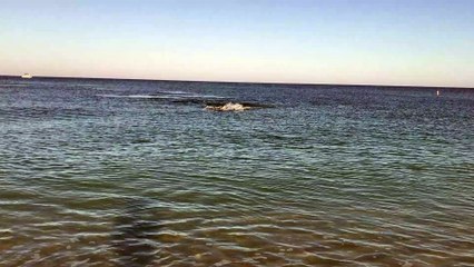 Hammerhead Chases Tarpon Along Beach
