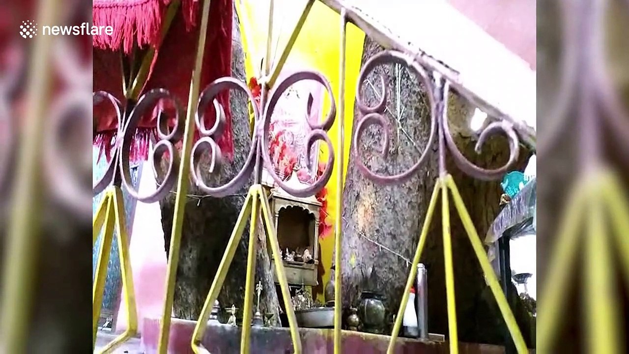 Hug of nature: Indian family builds house around 'sacred' fig tree