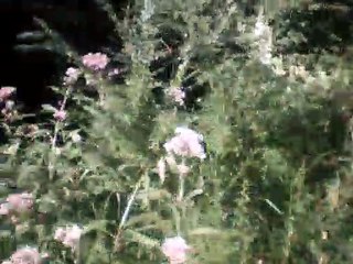 die sproede instrumental without melody