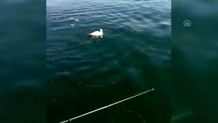 Ayağına poşet dolanan martıyı balıkçılar kurtardı