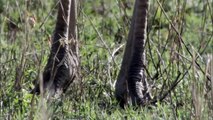 Three Cheetahs Vs Ostrich