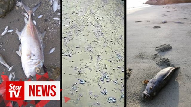Maintenance dredging at Penang Port under probe after thousands of fishes found dead ashore
