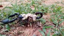 Rare sight of deadly scorpion carrying dozens of babies on its back in India