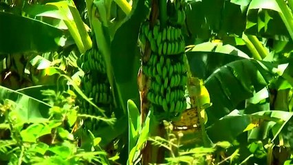 Колумбия: бананы тоже болеют