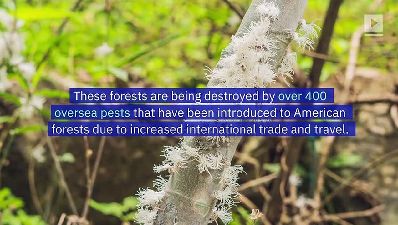 Tree-Damaging Pests Put 40 Percent of US Forests at Risk
