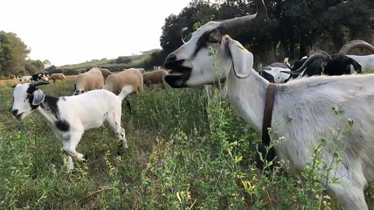 Allzweckwaffe Schaf: Brandschützer und Milchspender