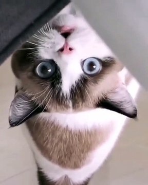 La réaction de ce chat quand le téléphone de son maître sonne. Hilarant !