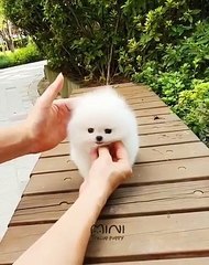 Vous allez fondre pour la belle fourrure de ce chiot. A voir !