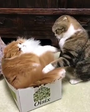 Quand deux gros chats se disputent pour une place. Marrant !
