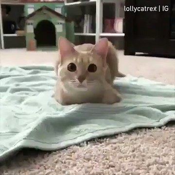 Cette chatte aime s'allonger au sol quand on la filme. Trop cute !