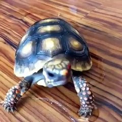 Cette tortue mange une fraise avec beaucoup de délicatesse. Trop chou !