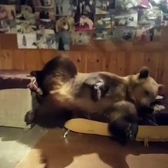 Cet ours est très paresseux. Regardez comment il s'installe sur un banc!