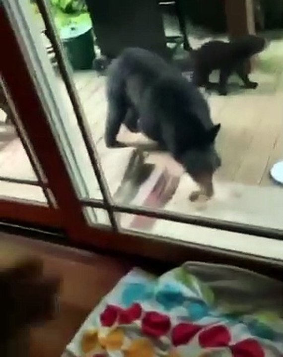 Maman ours et ses 3 petits sont à la recherche de nourriture pour chiens. Trop cute !