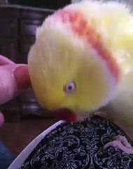 Regardez comment ce perroquet divague sans cesse quand il est fatigué !