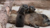 Trio of tiny rock hyrax pups have been born in Chester Zoo