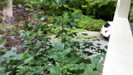 Black Bear Searches for a Snack