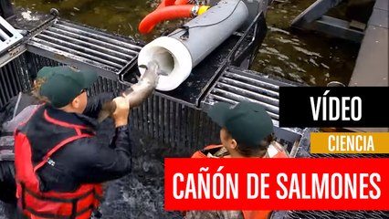 [CH] El cañón que dispara salmones