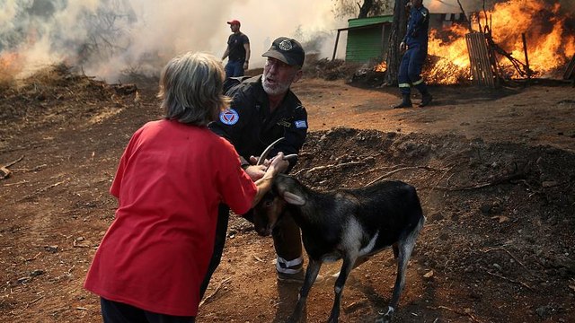 Euböa im Ausnahmezustand: Tausende Tiere verbrannt