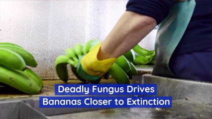 Bananas Are Suffering From A Deadly Fungus