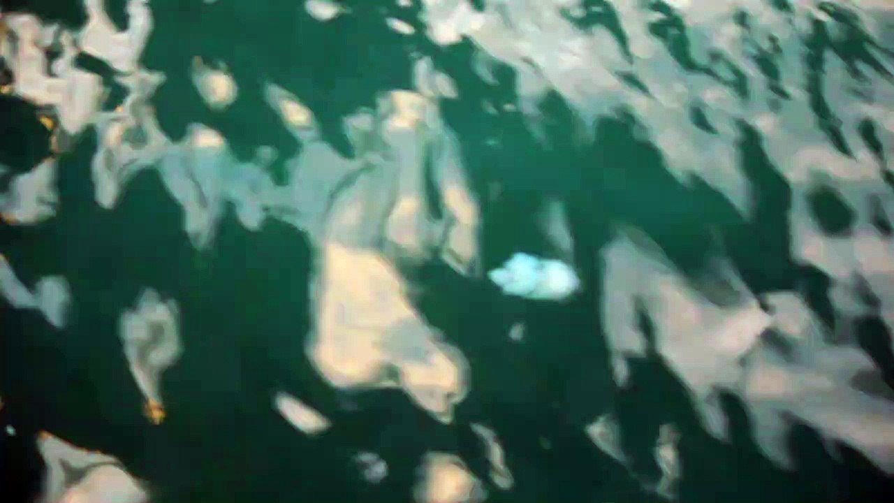 Dubai Water Canal: Jellyfish Spotted Dubai Creek- Don't miss to see this White Jelly Fish dubai water canal 2020 hd, dubai water canal night view, dubai water canal waterfall, dubai water canal at night, dubai water canal bridge, dubai water canal