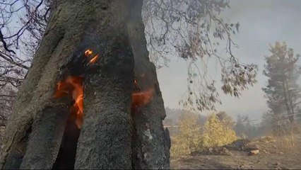 Sikeresen oltják az erdőtüzeket a görögországi Évia szigetén