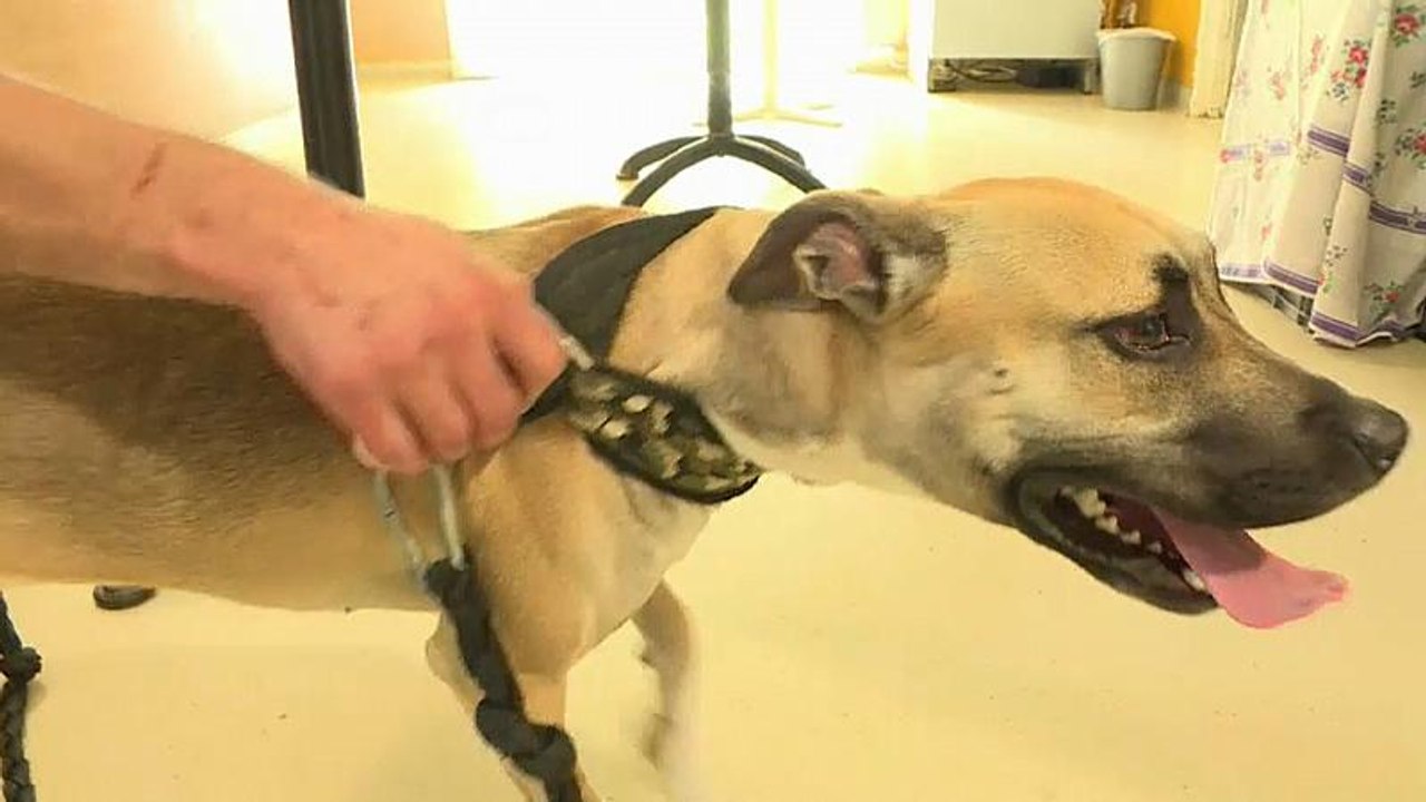 Frankreich: Traurige Hochsaison im Tierheim