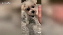 Small dog gets faked out on high five and gets big mad