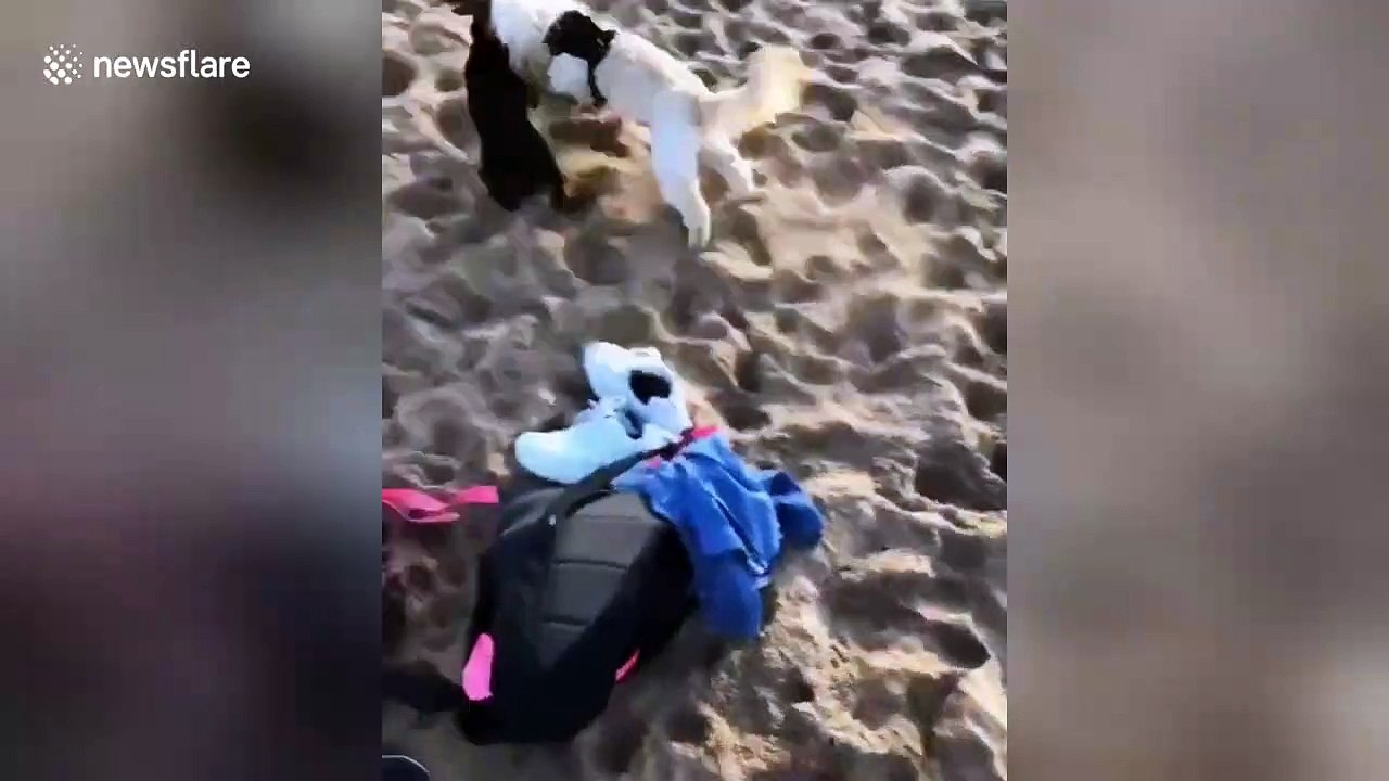 Cute playful puppies take out girl on the beach