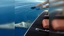 Antalya sularında 3 metrelik köpek balığı