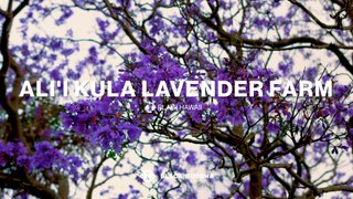 Experience Vibrant Lavender Gardens in the Heart of Maui