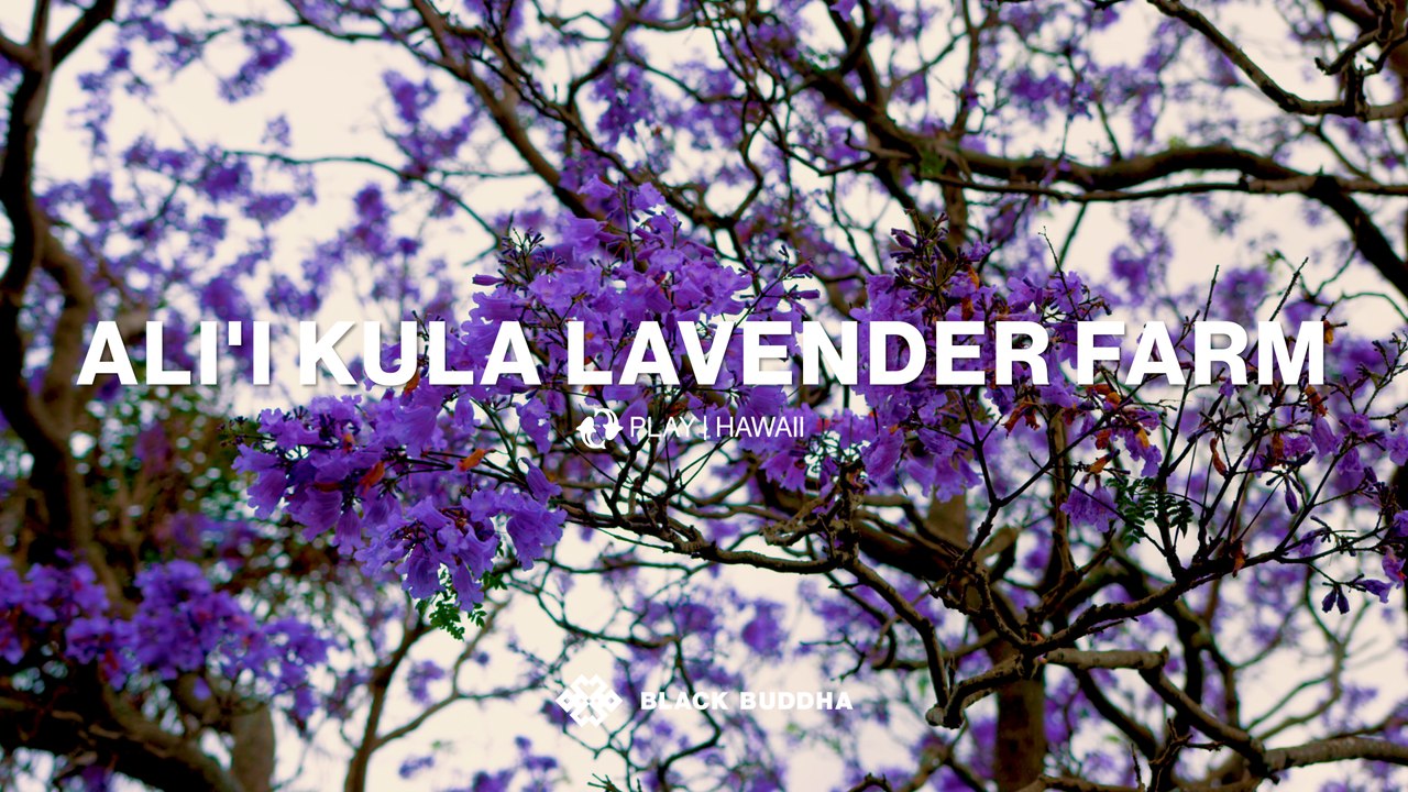 Experience Vibrant Lavender Gardens in the Heart of Maui