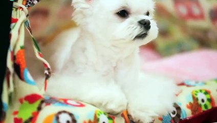 횡성출장안마 -후불1ØØ%ョO7OW5222W6739｛카톡LA666｝ 횡성전지역출장마사지 횡성오피걸 횡성출장안마 횡성출장마사지 횡성출장안마 횡성출장콜걸샵안마 횡성출장아로마 횡성출장≐∩◟