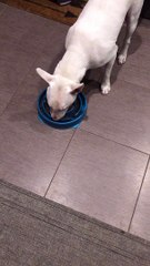 Dog Outsmarts Slow Feed Dog Bowl